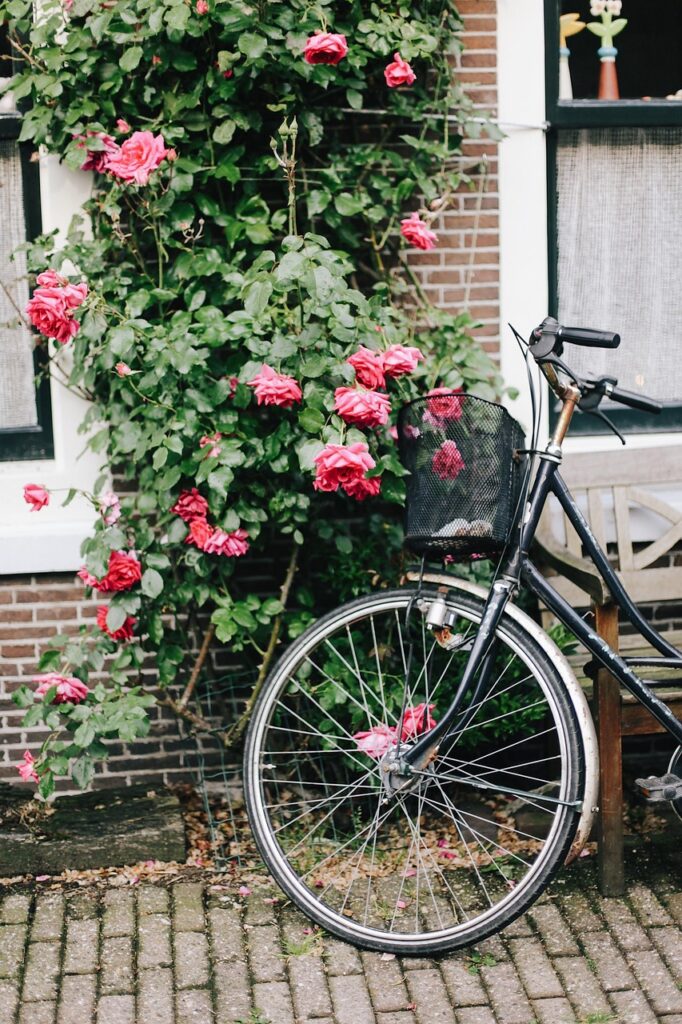 amsterdam, bike, holland, flowers, flower wallpaper, roses, street, nature, bloom, bicycle, phone wallpaper, flower background, beautiful flowers, aesthetic wallpaper