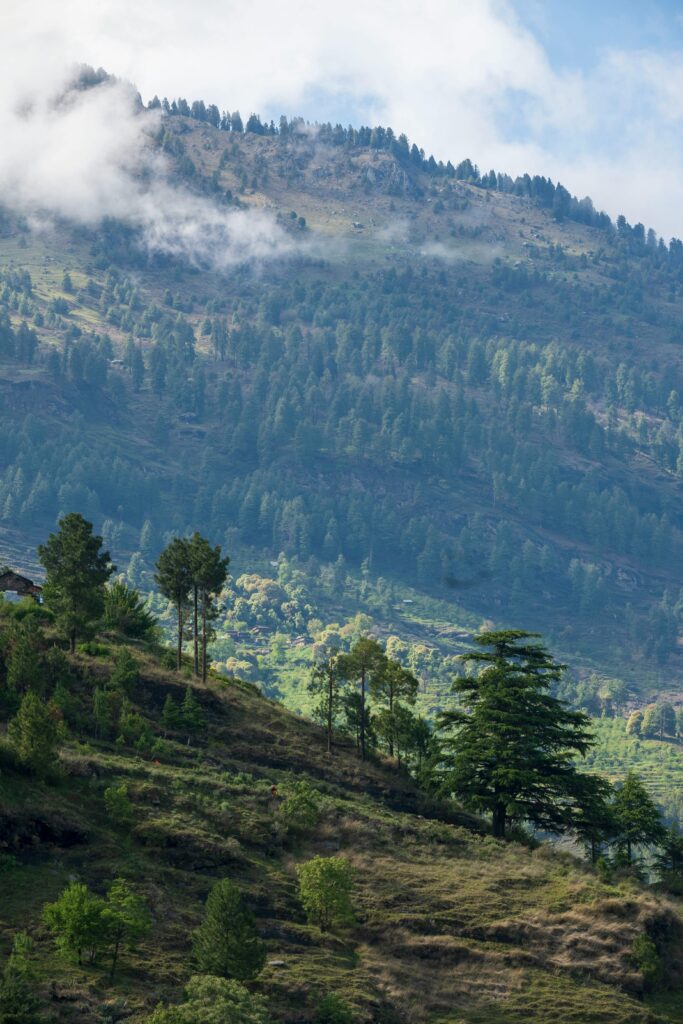 Stunning view of lush pine forests on a mountain slope in Manali, Himachal Pradesh, India.